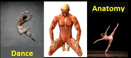 dance anatomy 4