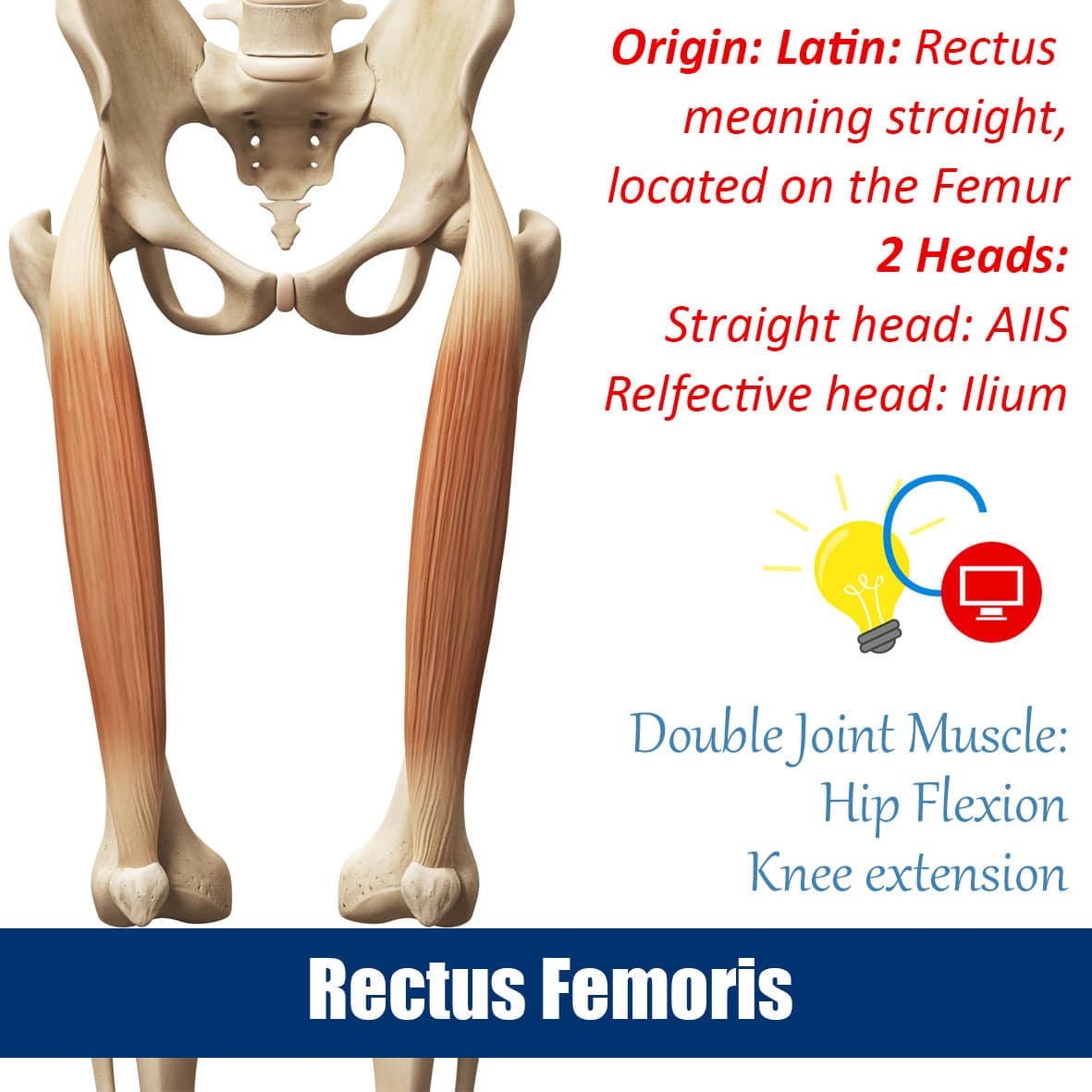 Rectus femoris