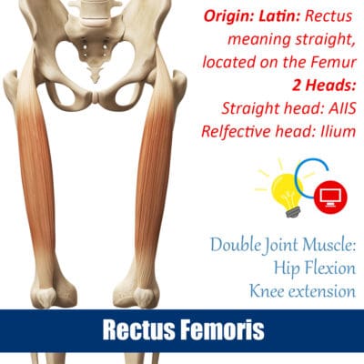 Read more about the article Rectus Femoris in Action